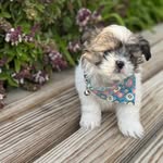 Daisy 🐾 - @daisy_shihtzugirl - Instagram