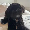 Daisy | Shih-poo - @shihpoo_daisy0 - TikTok