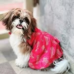 Daisy | The Shih tzu - @daisyhere14 - Instagram