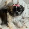 Daisy - @crazydaisyshihtzu - TikTok