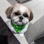 Daisy D. - @daisy_shih_tzu_2020 - Instagram