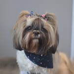Daisy - @daisy.shih.tzu - Instagram