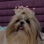 Daisy🐾 - @daisy__shih_tzu - Instagram