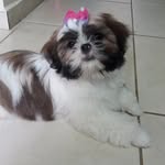 Daisy - @daisy_shih.tzu - Instagram