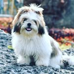 Daisy♥️ - @daisy_shih_tz - Instagram