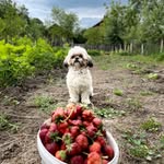Daisy - @daisy_shihtzu02 - Instagram