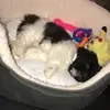 🥺🐶Daisy🐶🥺 - @daisy_shihtzu - TikTok