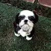 daisy - @daisyshih_tzu - TikTok