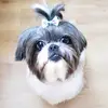 Daisy - @daisyshihtzu - TikTok