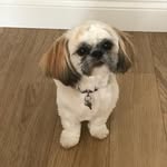 Daisy Myers - @daisy_shihtzu_girl - Instagram