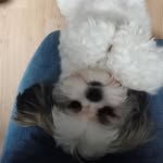 @daisy_shih_tzu1 - Instagram