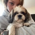 Daisy shih tzu🐶🌼 - @daisy.dog.3005 - Instagram