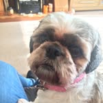 @daisy_shih_tzu - Instagram