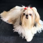 Daisy Shih-Tzu - @daisydeusa - Instagram