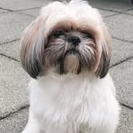 daisy_shih_tzu - @daisy_shihtzu2024 - Instagram