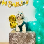 Daisy🐶 Shih Tzu😍 - @daisy_theshihtzu21 - Instagram