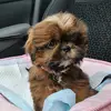 daisy shih tzu - @daisy_little_shihtzu - TikTok