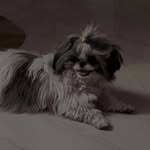 @daisy_shihtzu103 - Instagram