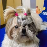 Daisy_shihtzu🐶 - @daisy10102022 - Instagram