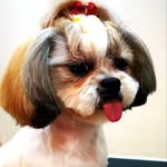 Daisy Shihtzu - @daisy_shihtzumania - Instagram