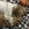 Daisy_shihtzu_Teddy - @daisy_shihtzu_teddy - TikTok