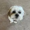 ✨Daisy the Sass Queen✨ - @daisy.the.shih.tz90 - TikTok