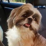 Daisy The Shih Tzu - @daisy.shihtzu - Instagram