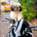 🐣Dᴀɪsʏ..!! - @daisy._.the._.shihtzu - Instagram