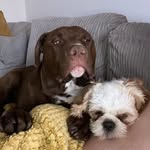 Hulk XL Bully & Daisy - Shih Tzu (who thinks she's an XL Bully) - @hulk.xl.bully - Instagram