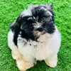 Shih tzu Daisy Love - @shihdaisy - TikTok