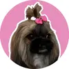 Shihtzudaisy_ - @shihtzudaisy_ - TikTok