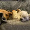 shihzudaisydog - @shihzudaisydog - TikTok
