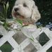 Daisy Jane Shultz - Facebook