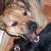 Duke Daisy Shultz - Facebook