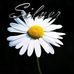 Silver Daisy - Facebook