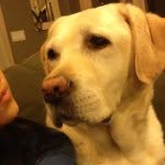 daisy may🌸🐶 - @daisymaysilverman - Instagram