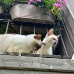 daisy & simon - @daisy_and_simon - Instagram