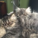 Simon and Daisy - @simonanddaisyfloof - Instagram