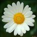 Daisy Simpson - Facebook