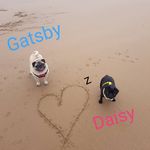 Gatsby and Daisy Sinclair - @gatsbyanddaisypug - Instagram