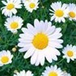 Daisy Sinha - @msd.sinha - Instagram