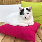 Daisy Slade - @daisy_purrrrrfect - Instagram