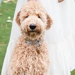Daisy the Goldendoodle - @daisyslade2022 - Instagram