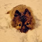*Daisy* - @daisy_smallfoxydog - Instagram