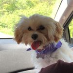🌼Daisy🌼 - @daisysmallsthemaltipoo - Instagram
