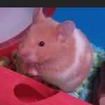 daisy the hamster - @daisy_small_hamster - Instagram