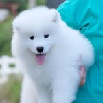 @daisysmileysamoyed - Instagram