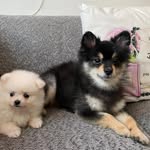 Cori Jessi - @daisy.snow.pomerania - Instagram