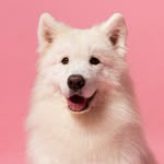 ☁️🐾Daisy🐾☁️ - @daisy_snowflake_the_samoyed - Instagram