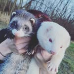 Diana - @daisy_snow_frettchen - Instagram